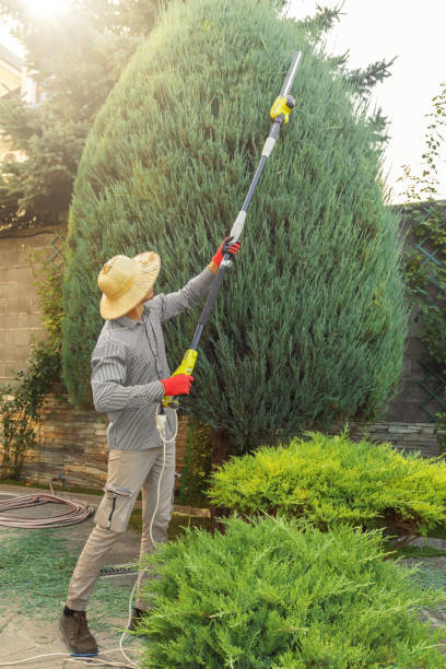 Professional Tree Removal and Landscaping Services in Chatham, IL